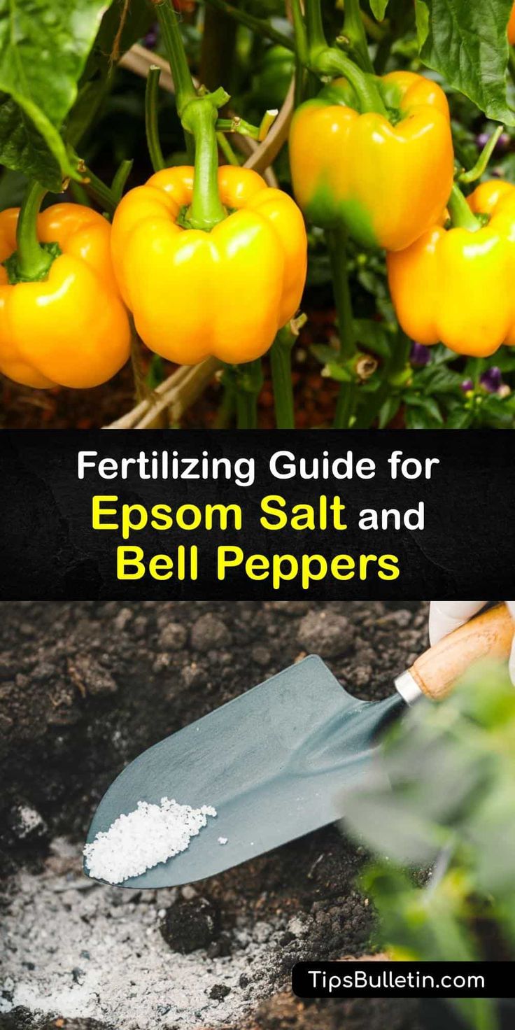 the fertiting guide for epsom salt and bell peppers