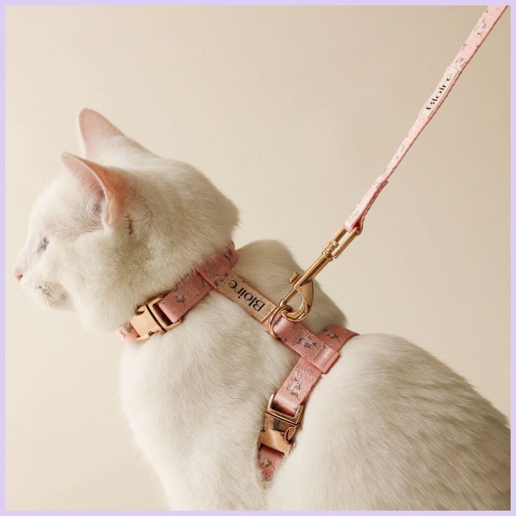 a white cat wearing a pink leash and collar