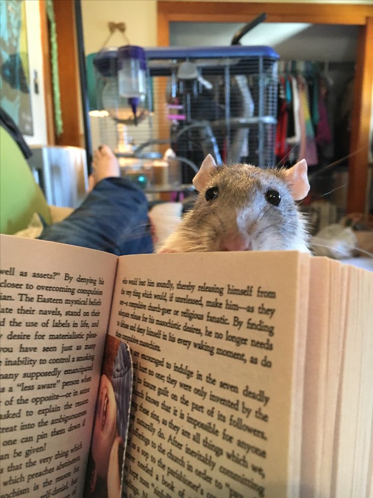 a rodent is reading a book while sitting on someone's lap in the living room