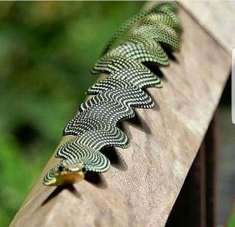 a close up of a lizard on a wooden bench