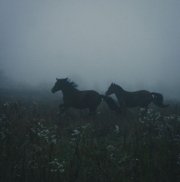 two black horses running in the foggy field with wildflowers and tall grass