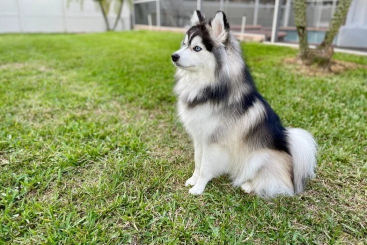 a black and white dog sitting in the grass