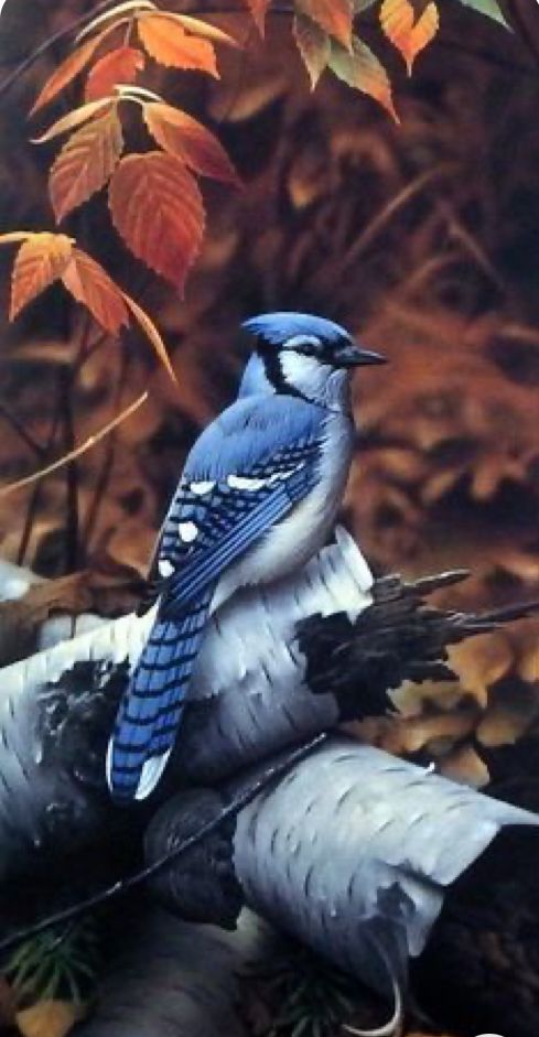 a painting of a blue jay sitting on top of a tree branch in the woods