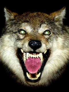 a wolf with its mouth open and it's teeth wide open, showing green eyes