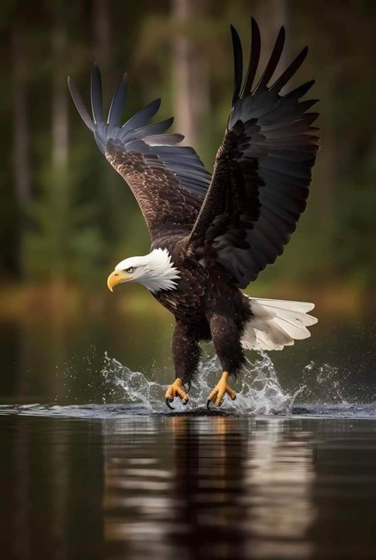 an eagle is landing on the water with its wings spread out and it's talon extended