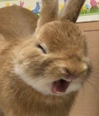 a small rabbit is yawning with its mouth open