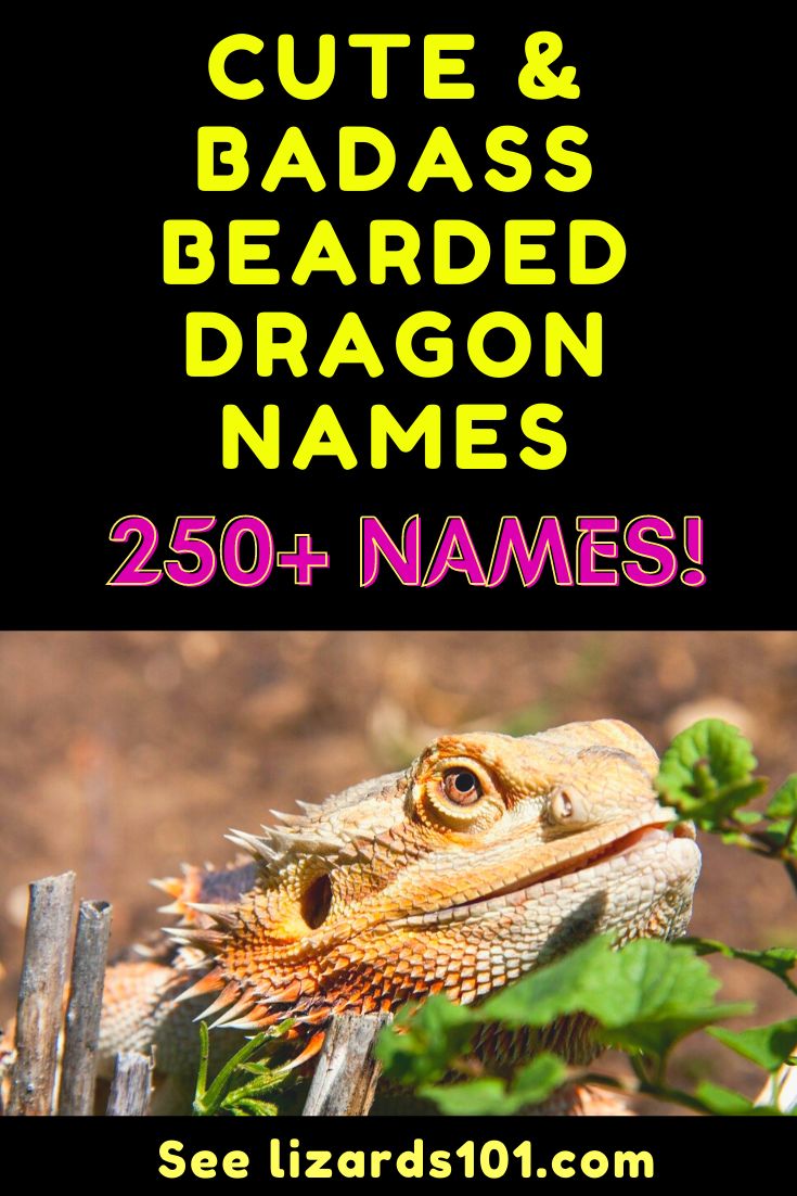 Find 250+ cool, cute and badass bearded dragon names for males, females and unisex! Naming your bearded dragon might be not easy, but a big list will help you decide! #beardeddragonnames #beardeddragonnamesmale #beardeddragonnamesfemale #beardeddragonnamesunisex #coolbeardeddragonnames Bearded Dragon Names Male, Female Bearded Dragon Names, Names For Bearded Dragons, Bearded Dragon Names Ideas, Dragon Names Generator, Bearded Dragon Art, Bearded Dragon Names, Lizard Names, Red Bearded Dragon