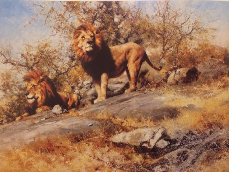 two lions standing on top of a rocky hillside next to trees and bushes, with one looking at the camera