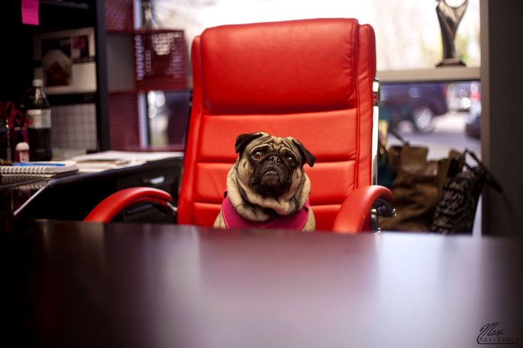 a pug dog sitting in an office chair