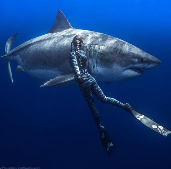 a man is diving with a large shark in the blue water and holding onto a scuba pole