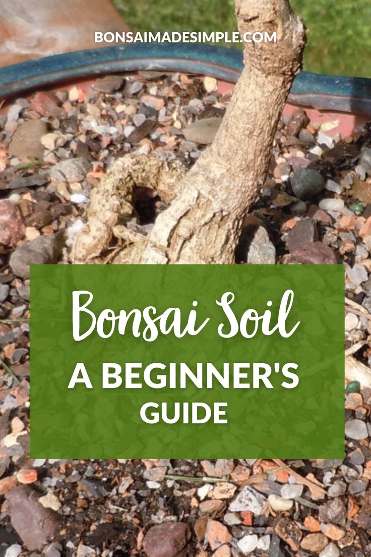 bonsai tree with text that reads bonsai soil a beginner's guide