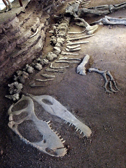 an animal skeleton is shown in the dirt