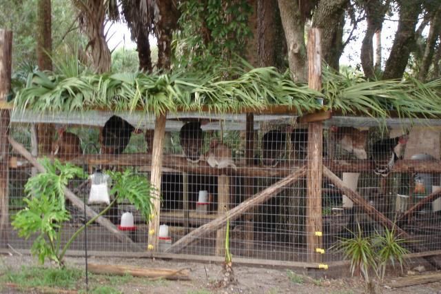 several animals are in their caged enclosures with plants growing on the top bars