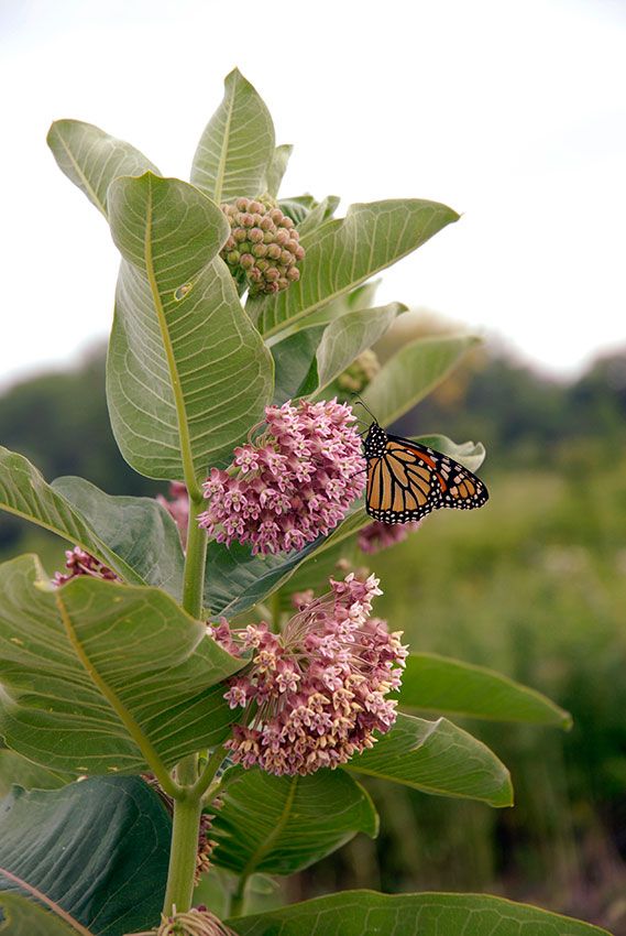 a butterfly sitting on top of a green leafy plant next to a lush green field