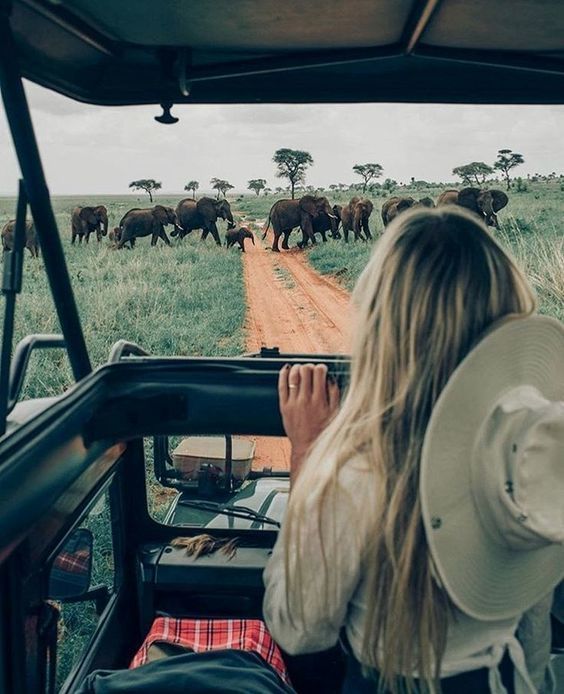 a woman sitting in the back of a vehicle looking at elephants on a dirt road