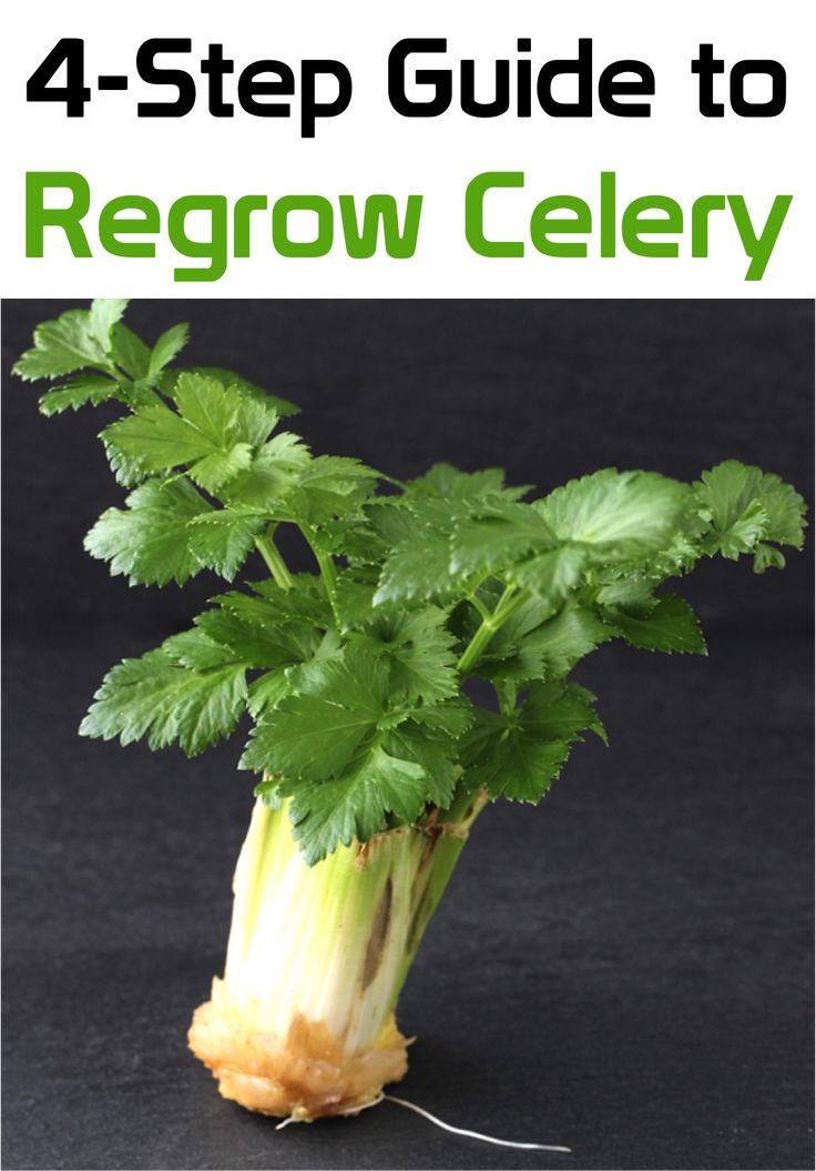 a celery plant with the title 4 - step guide to regrow celery