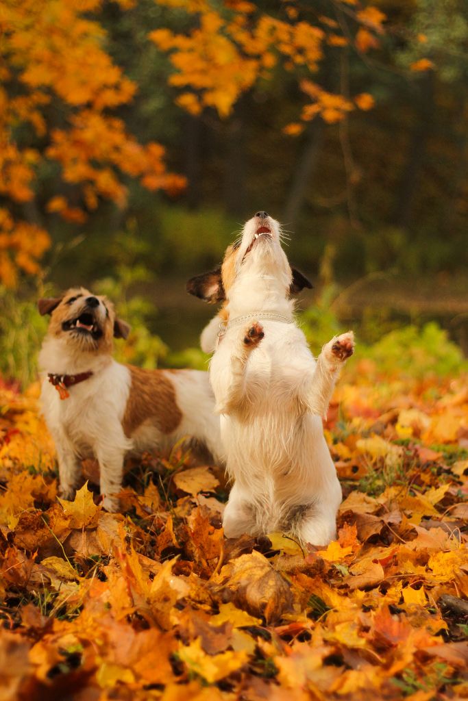 two small dogs standing on their hind legs in front of some autumn leaves and trees