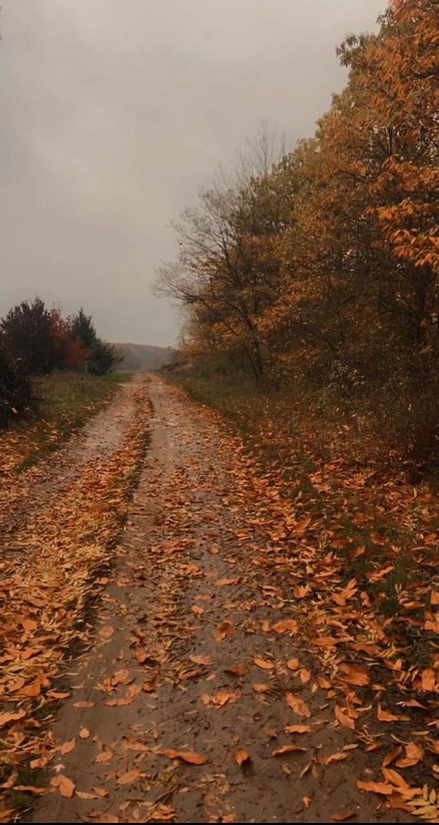 a dirt road surrounded by trees with leaves on the ground