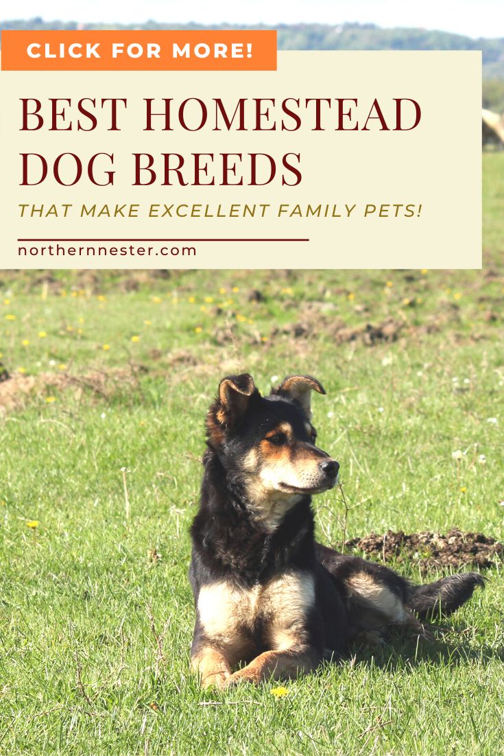 a dog laying in the grass with text overlay reading best homestead dog breeds that make excellent family - pets