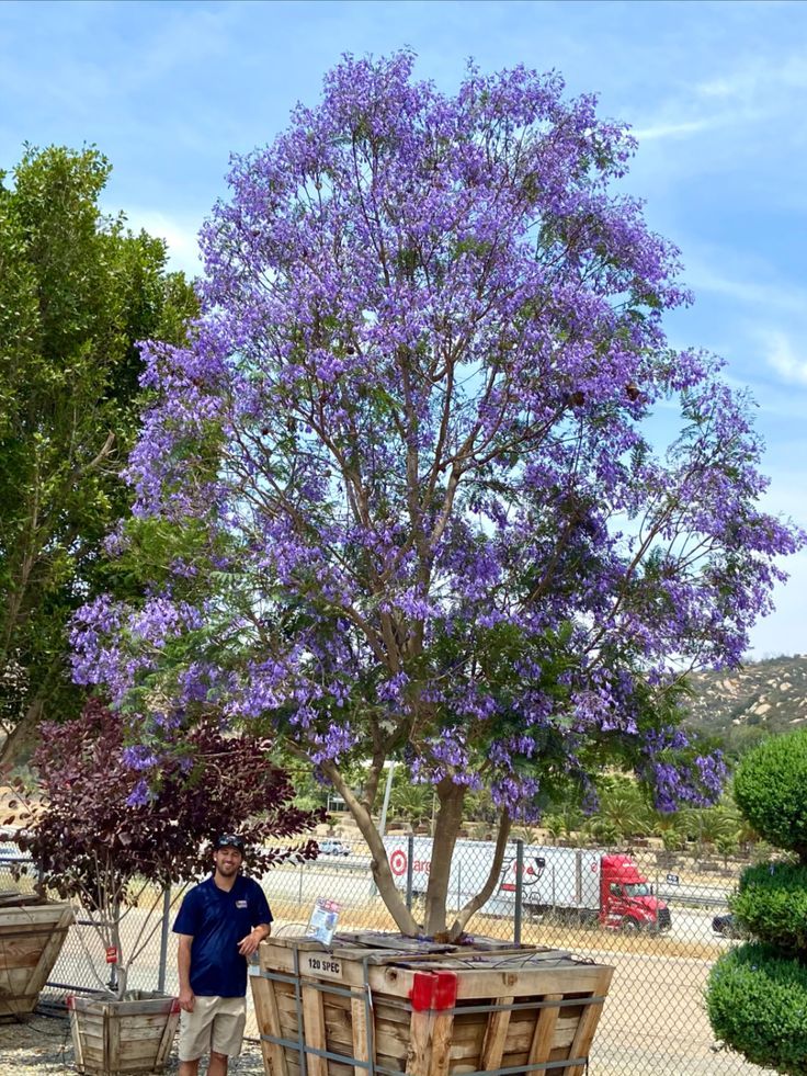 a man standing next to a tree with purple flowers on it's trunk and two wooden barrels behind him