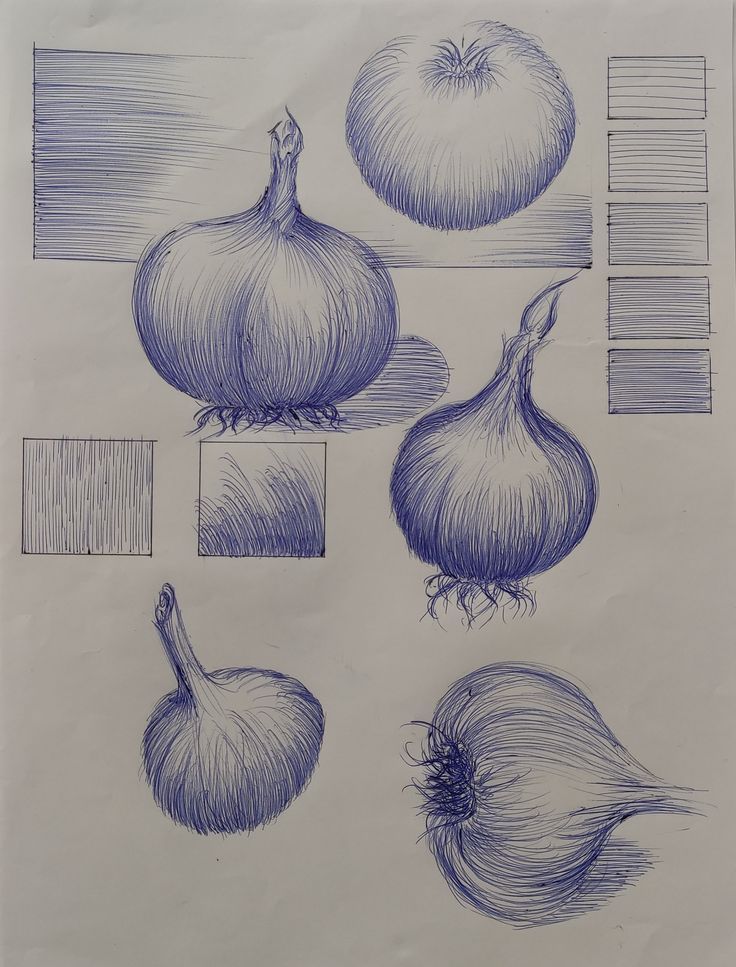 some onion sketches are shown on a piece of paper