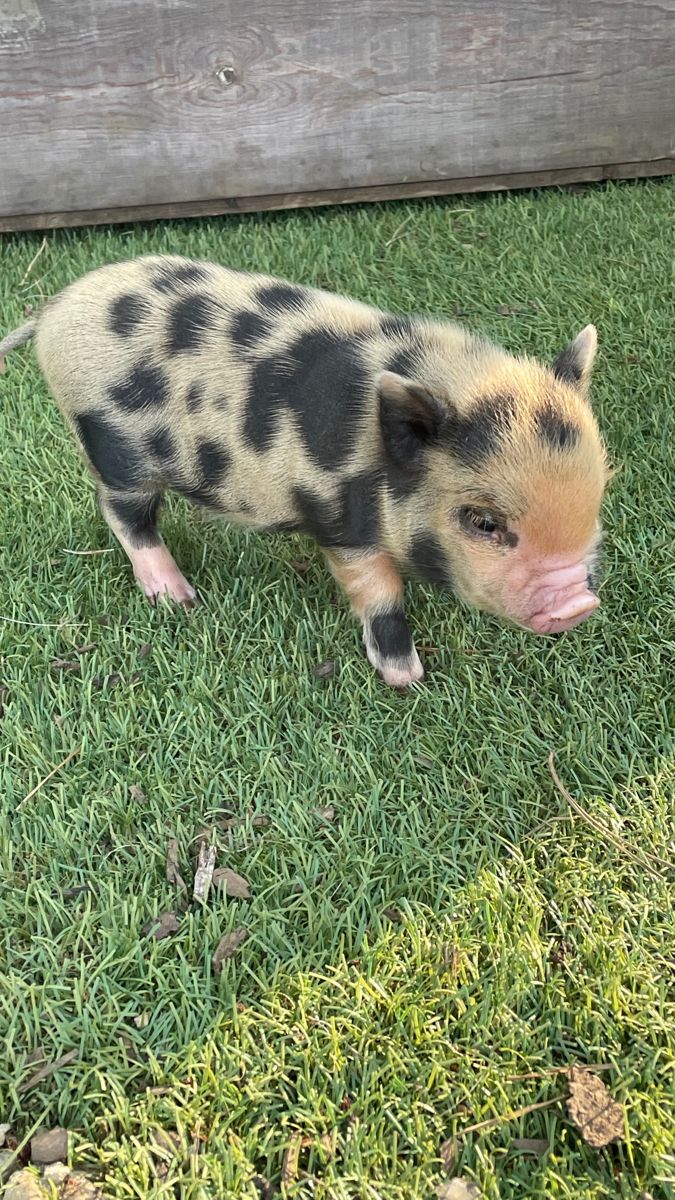 a small pig standing on top of a lush green field