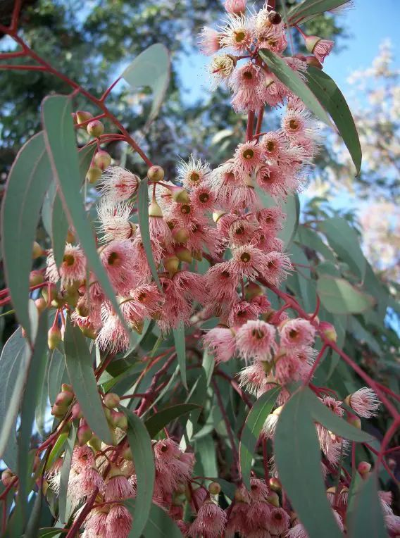 some pink flowers and green leaves on a tree