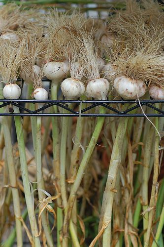 some onions are growing in the planter and ready to be picked