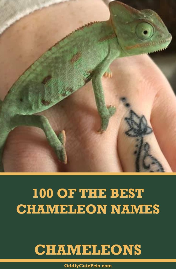 a small green chamelon sitting on top of someone's hand with the words, 100 of the best chamelon names