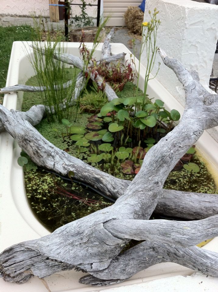 an outdoor garden with water and plants in the center, along with driftwood branches