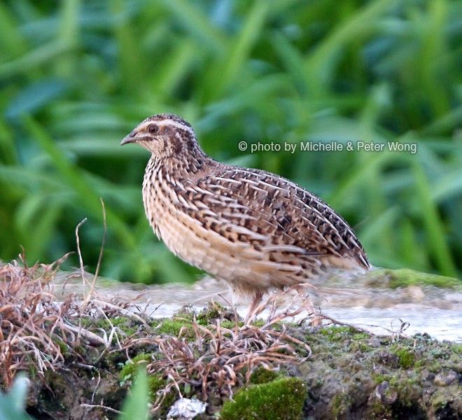 a small bird standing on top of a mossy ground next to green plants and bushes