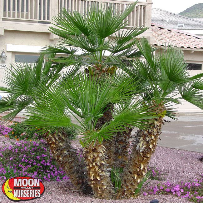 a palm tree in front of a building with purple flowers around it and a sign that says moon murseries