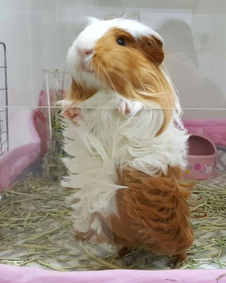 a brown and white guinea pig in a cage with hay on it's back