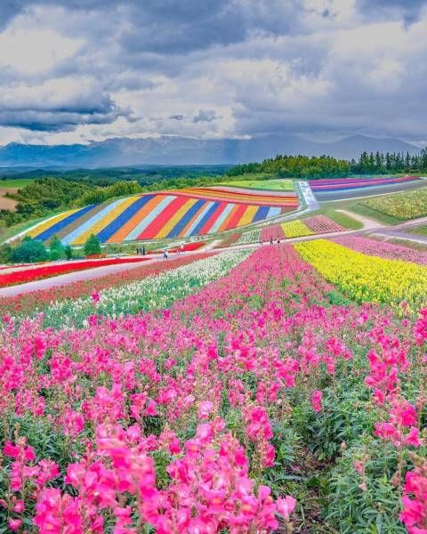 a field full of colorful flowers under a cloudy sky