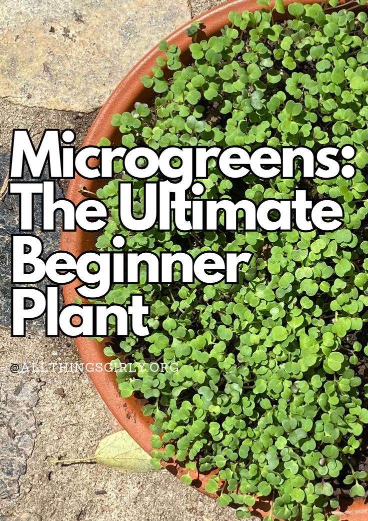 Microgreens are the ultimate beginner gardening plant to grow because they are easy, cost effective, and nutritious. How To Grow Microgreens, Microgreens Garden, Micro Herbs, Grow Microgreens, Growing Microgreens, Mama Natural, Growing Gardens, Veg Garden, Hydroponic Gardening