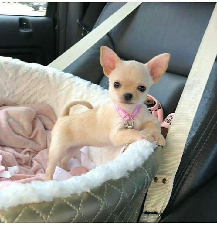 a small dog standing in the back seat of a car next to a pink blanket