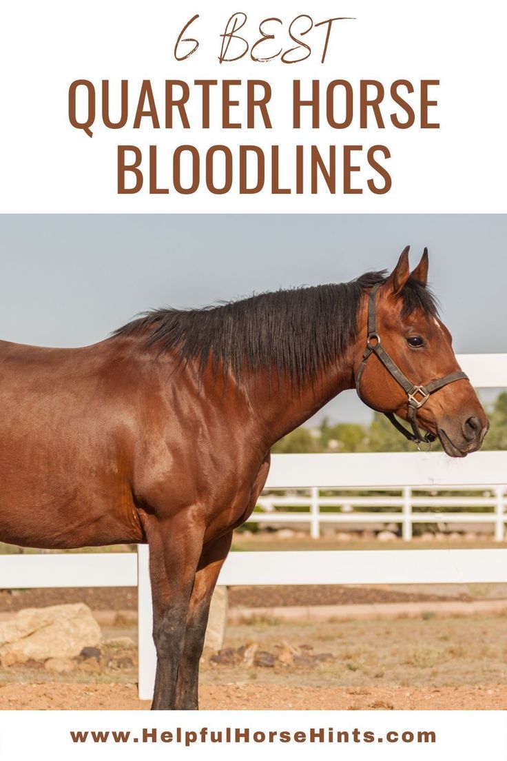 a brown horse standing in front of a white fence with text overlay reading 6 best quarter horse bloodlines