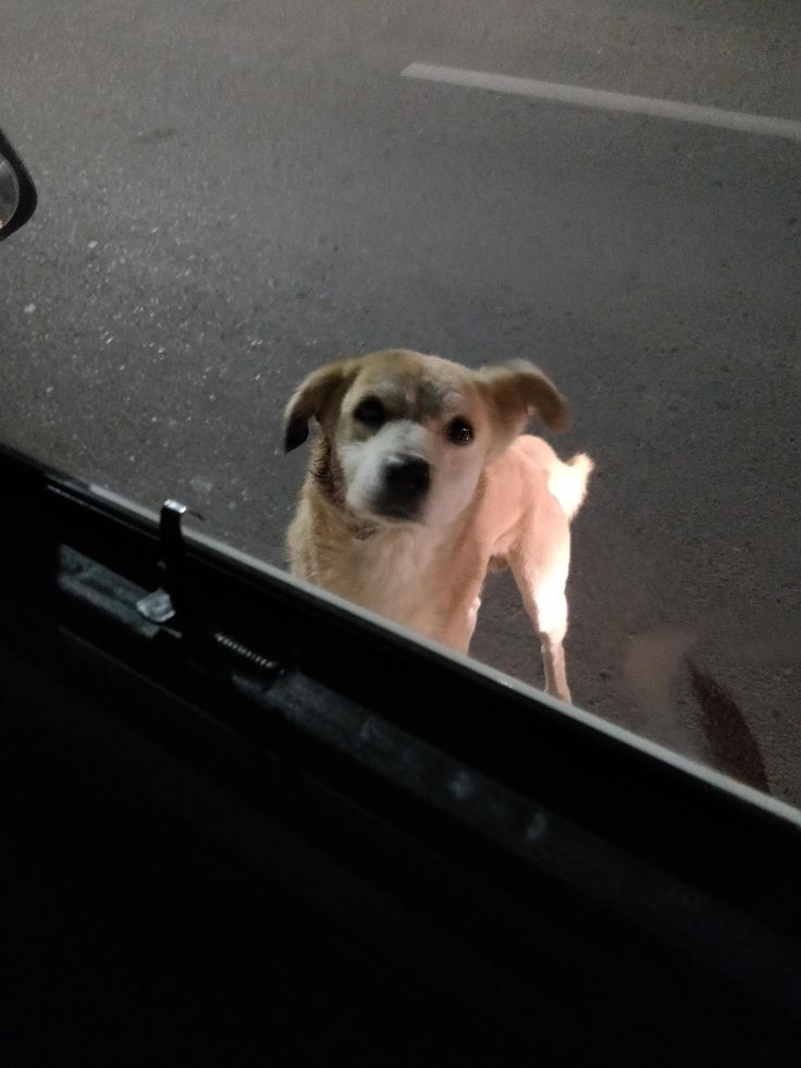 a dog looking out the window of a car