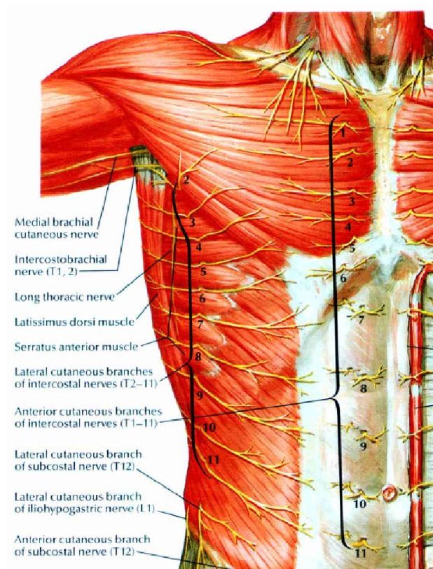 an image of the back muscles and their major functions in human body diagram with labels