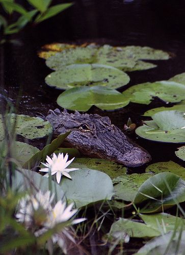 an alligator is sitting in the water with lily pads