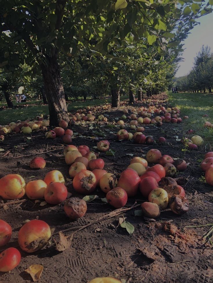 an apple orchard with many apples on the ground