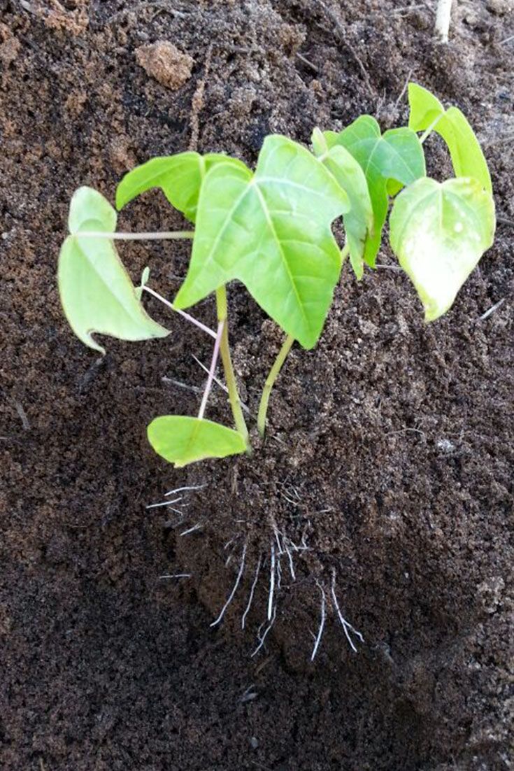 a young plant sprouts from the ground