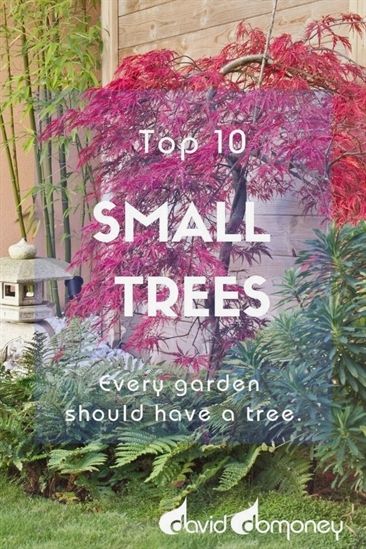 the top 10 small trees every garden should have a tree