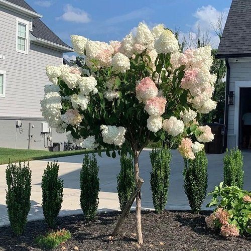 a tree with white and pink flowers is in the middle of a flower bed next to a house