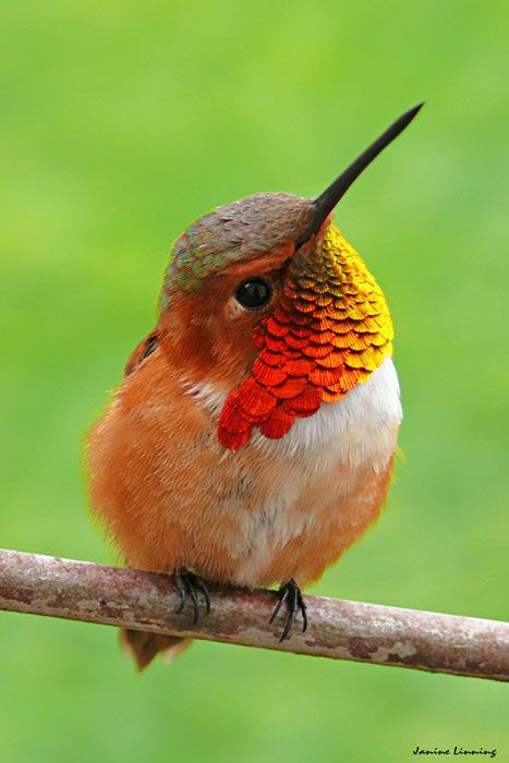 a colorful bird with long black beak sitting on a tree branch in front of green background