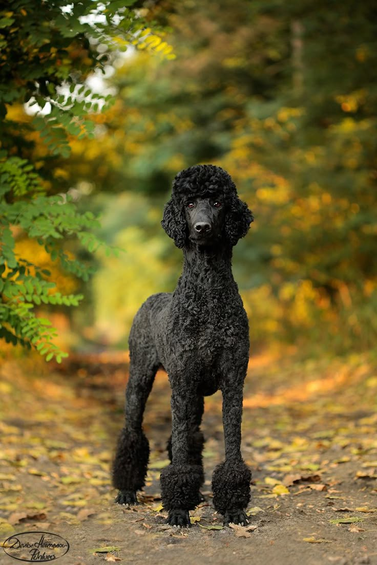 a black poodle standing on top of a dirt road next to green trees and leaves