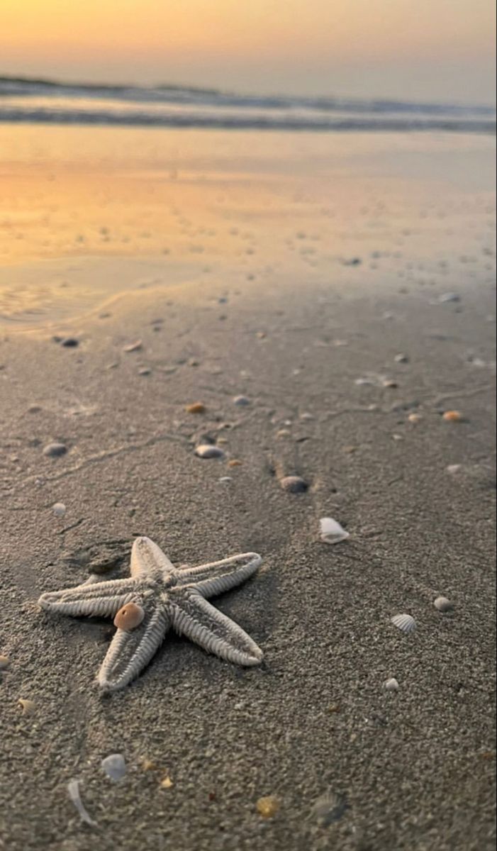 a starfish is laying on the beach at sunset