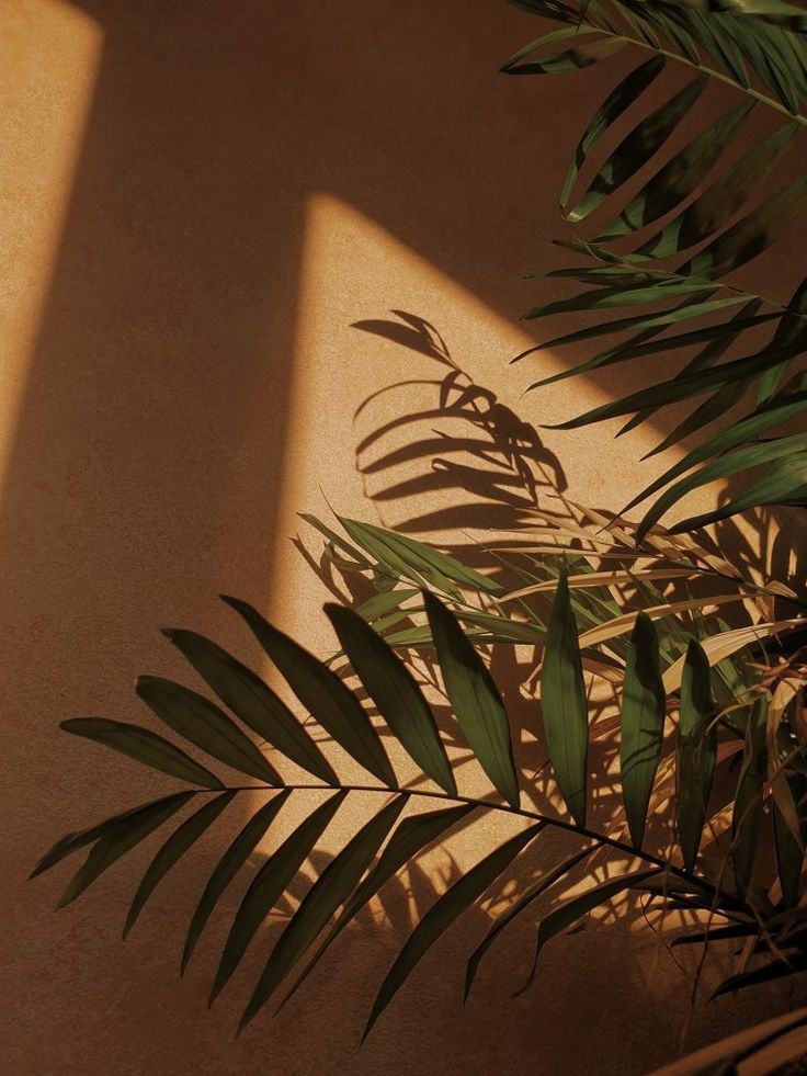 the shadow of a palm tree leaves on a wall