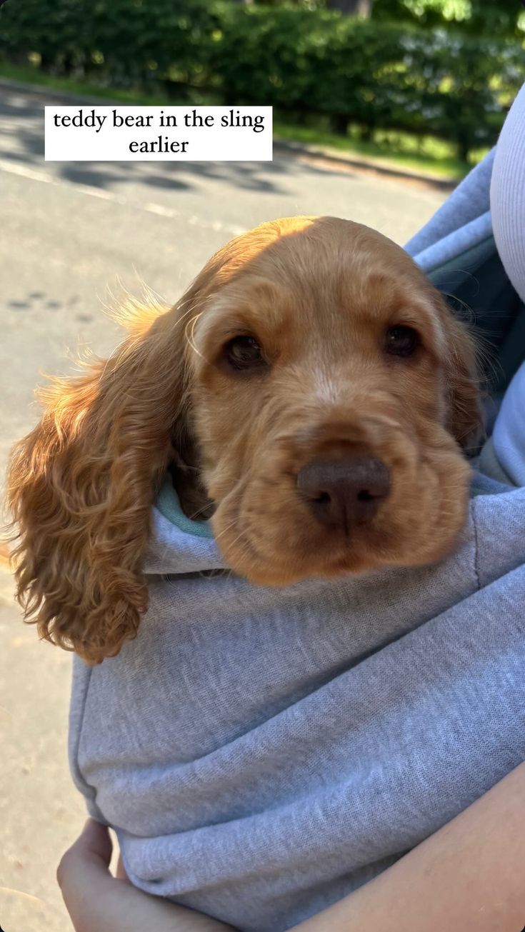 a dog is wrapped in a blanket while being held by a woman's arm