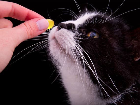 a black and white cat being petted by a person's hand on a black background